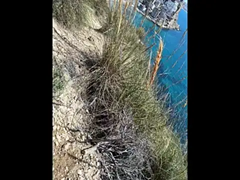 Show de Tatashitoshe na webcam