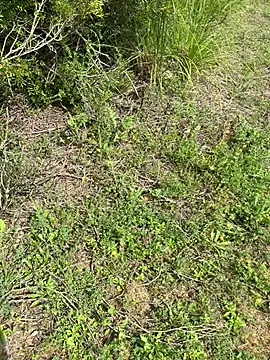 Alis-Mario 웹캠 쇼