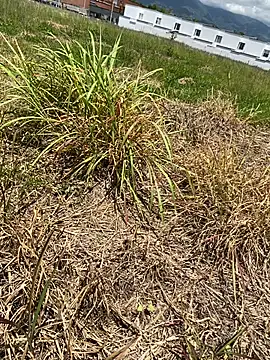 Elferjuan1310 Pertunjukan Webcam