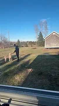 SillyDillyNewfien Live XXX chat