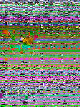 Chat XXX en directo de TranSexualJade95