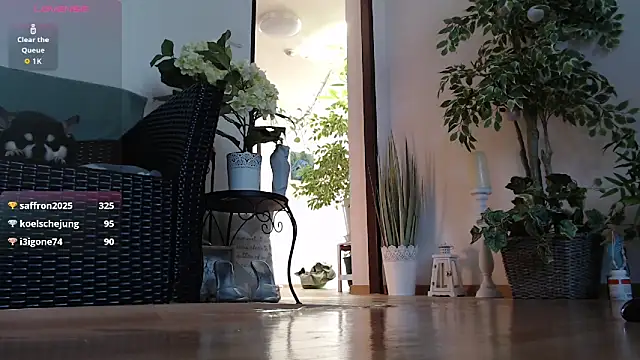 แชท XXX สดของ Squirtmania