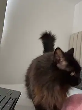 แชท XXX สดของ oficialaura