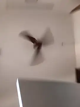 Show de webcam de vinay_smalldick