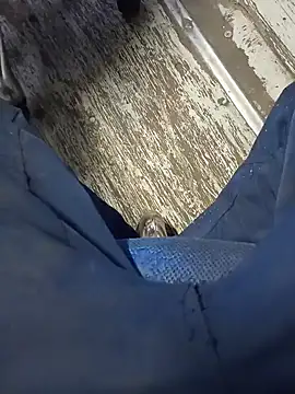 Stallionbull37 Webcamshow