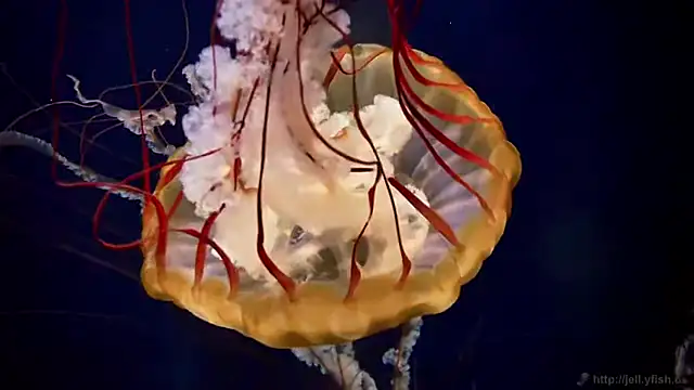 Show modela streamy_test11 na web-kameri