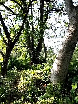 Prince-sexy Webcam show