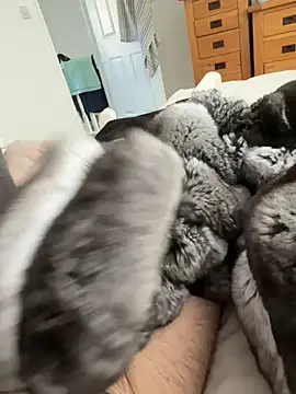 โชว์เว็บแคมของ Furdale