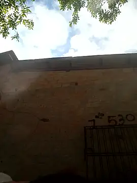 Show de gingavi na webcam