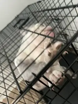 Pokazy przed kamerką – pussyeater_-