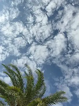 dracogotti Webcam-Show