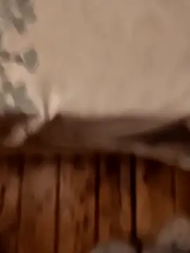 Show webcam de egyptianbigdick56