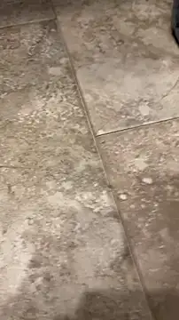 Prolapse_Pig Webcam Show