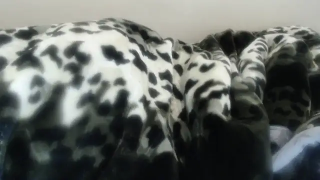 Nellybba's Live XXX Chat