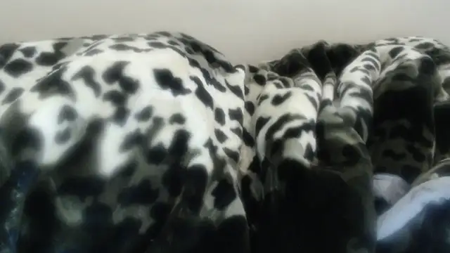 Czat XXX na żywo – Nellybba