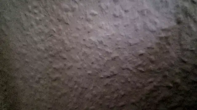 Webkamerová show Foxtrott_242