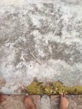 Desii_rockstarr Webcam show