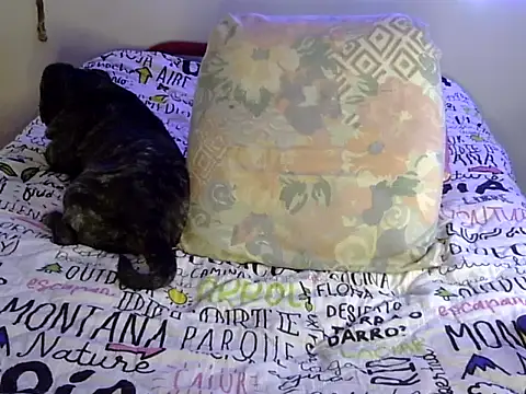 Sembang XXX Secara Langsung venusfranco_94