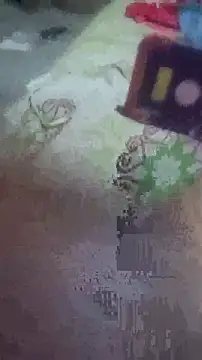 negrocomomisuerten Webbikameraesitys