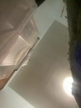 Pertunjukan Kamera Web Brooklyn1987