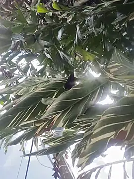 Gershel141 Show in webcam