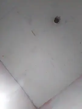 cobrosdepagos Pertunjukan Webcam