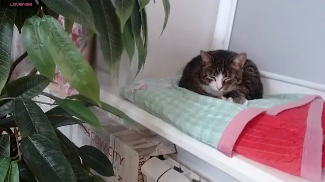 GinaQSoul Obrolan Langsung XXX