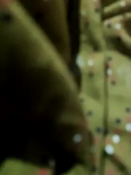 SRIDEVITELUGU91's Live XXX Chat