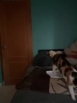 แชท XXX สดของ CocoaGigiMuse