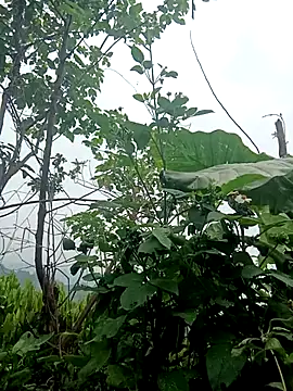 دردشة kaia-cam الجنسية المباشرة