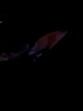 gsewのライブXXXチャット