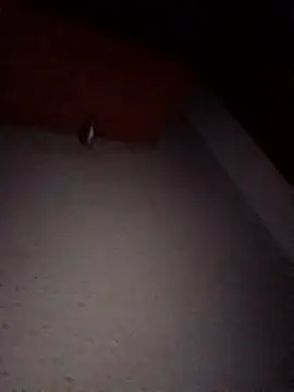 Hottiesophie Live XXX-Chat