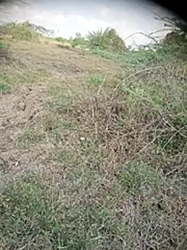 Ambala1 ওয়েবক্যাম শো