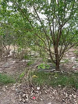 goudanlove 即時 XXX 聊天