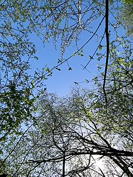 Вебкам-шоу -Leasophie