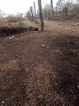 Show Webcam de spittingpig1