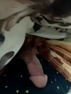 Pertunjukan Kamera Web zakimadrid12