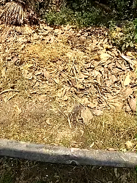 Pokazy przed kamerką – Call_rahul