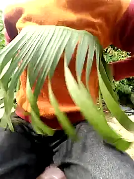 Hoa-tuylip élő XXX-chatje