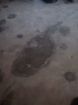 x_rani's Live XXX Chat