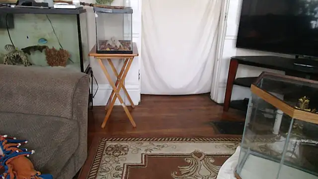 Show Webcam de EspanolVato