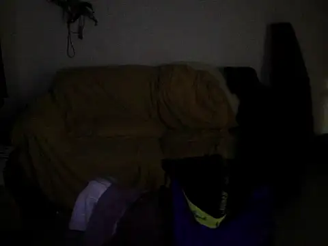 dais456 élő XXX-chatje