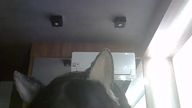 SkinnyKitten – Naživo XXX chat