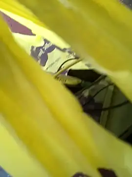 Show de webcam de nilakutty