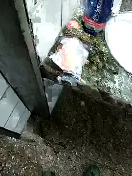 alfaromeoromeo Chat XXX live