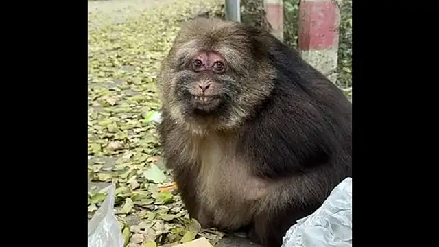 helicobacter_pylori Obrolan Langsung XXX