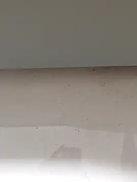 Show webcam de Aytc9989