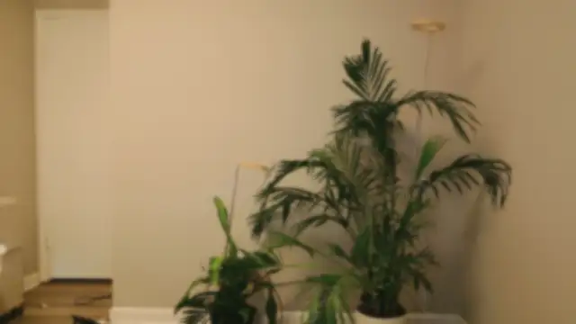 DivineLynn's Live XXX Chat