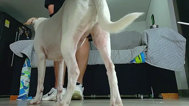 Pokazy przed kamerką – Party_Straight