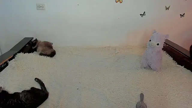 NataliEvans – Naživo XXX chat